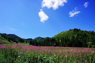 柯坪縣人民政府與新疆生態(tài)環(huán)境保護工作